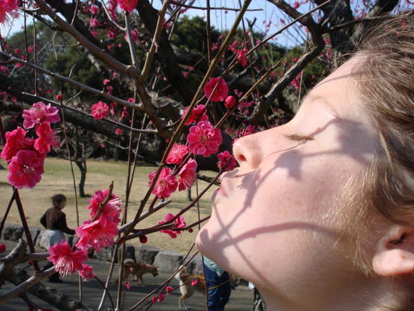 plum blossoms photo op