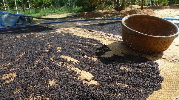 Harvested peppercorns drying in the sun on woven mats.