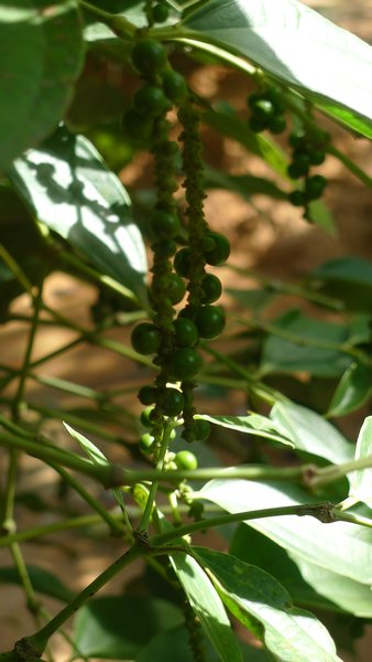 Peppercorns still on the plant.  Phu Quoc island produces some of the best pepper in the world.