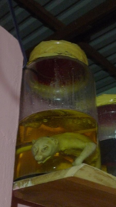 Medicinal wine in the bungalow owner's family's kitchen.  This one has a monkey!