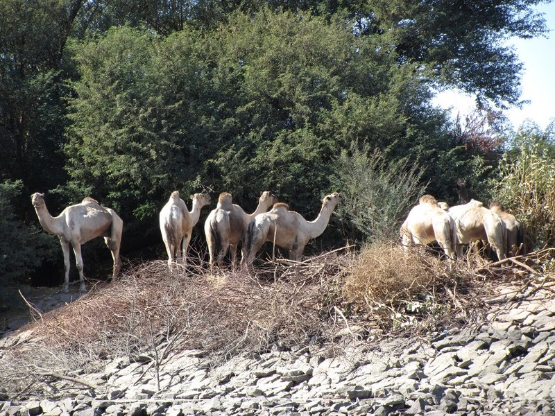 Camels at the Nile Shore