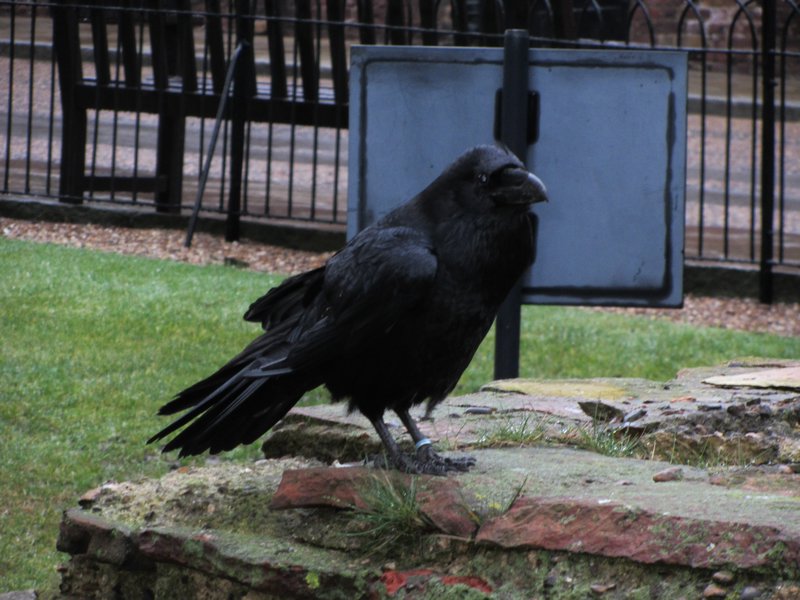 Giant Raven at the Tower of London