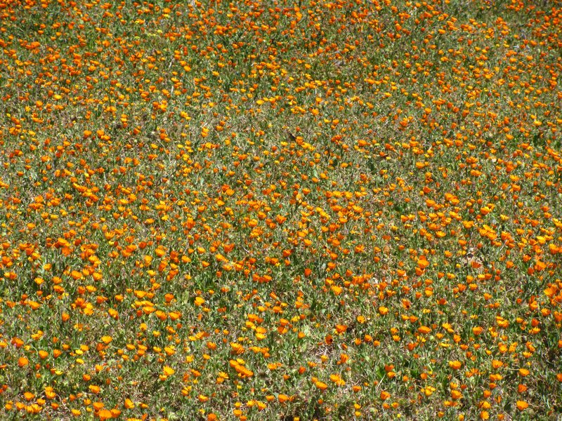 Orange Flowers that were all over Morocco