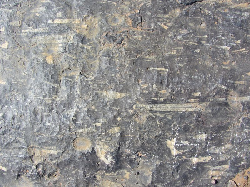Fossils in the Rock
