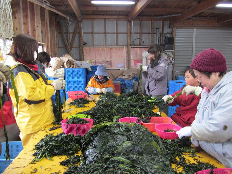 Separating Seaweed 'Leaves' from the Stems