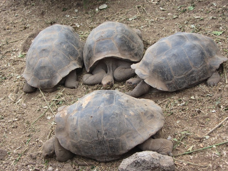 Four Giant Tortoises