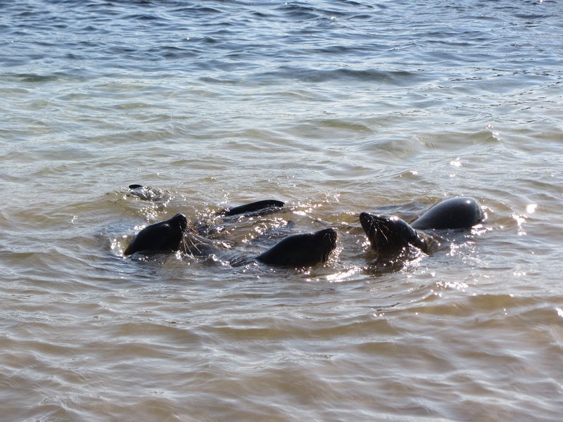 Sea Lions Playing in the Water