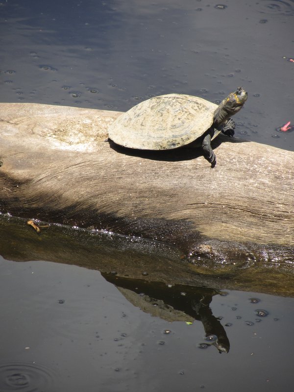 Turtle & Reflection