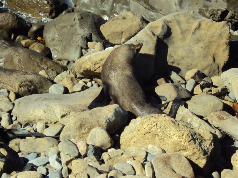 Basking seal