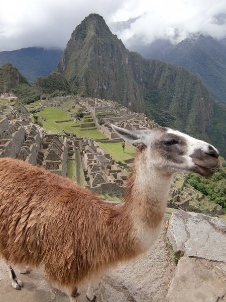 A Llama and Machu Picchu