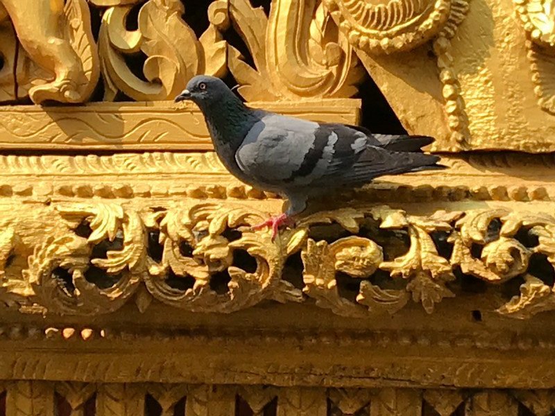Pigeon on Pagoda