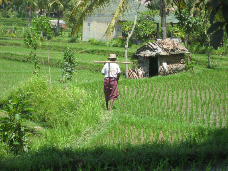 Rice farmer off to tend his rice field