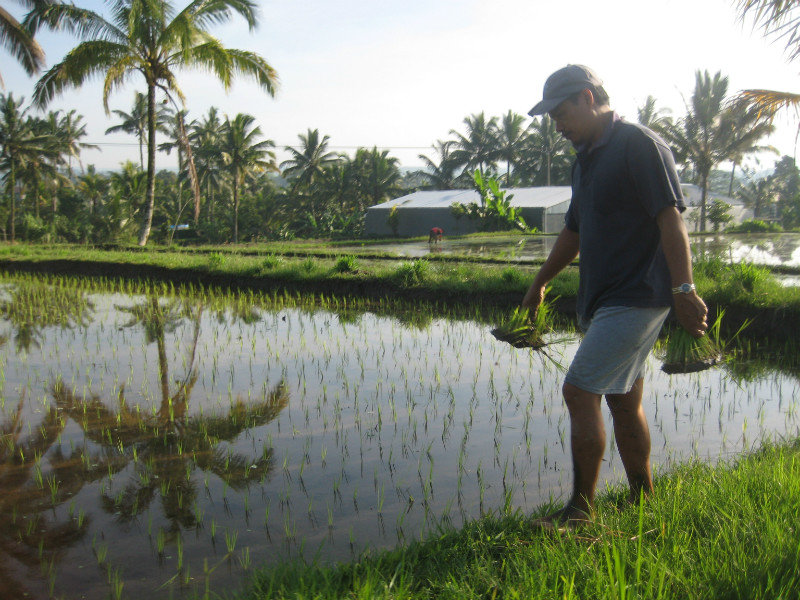 Planting rice seedlings, one by one