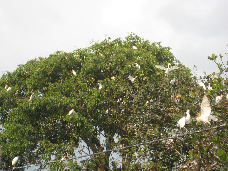 Heron birds perched in tree