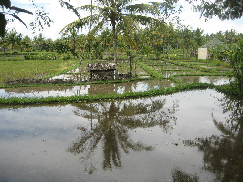 Serenity in the rice fields