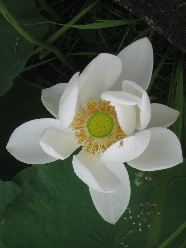 Rare white lotus flower