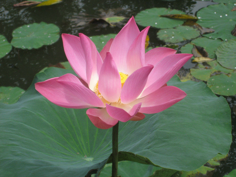 Vibrant pink lotus