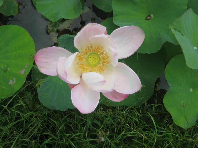 Last lotus flower!