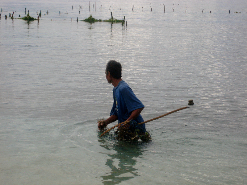 Fisherman collecting seaweed