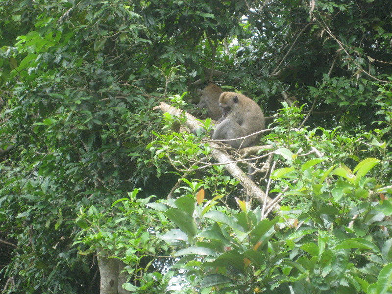 Monkeys in the forest 