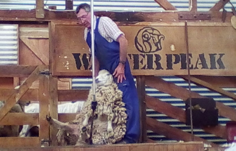 Sheep being sheared at Walther Peak Sheep Station