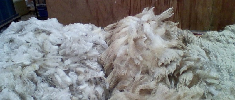 Fine quality Merino wool on left; standard wool on right