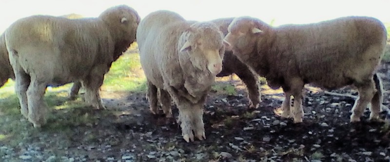 MERINO sheep, they're much smaller than those breed for meat. They've just been sheared.
