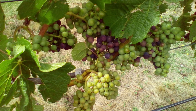 Gibbson Valley Winery