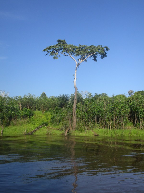 Tree displays the high water line during the wet season