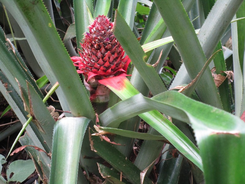 Pineapple growing in the rain forest