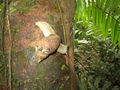Large snail in rain forest