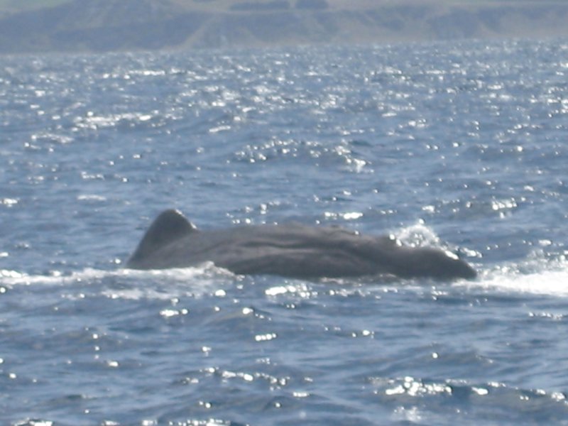 Sperm whale Kaikoura