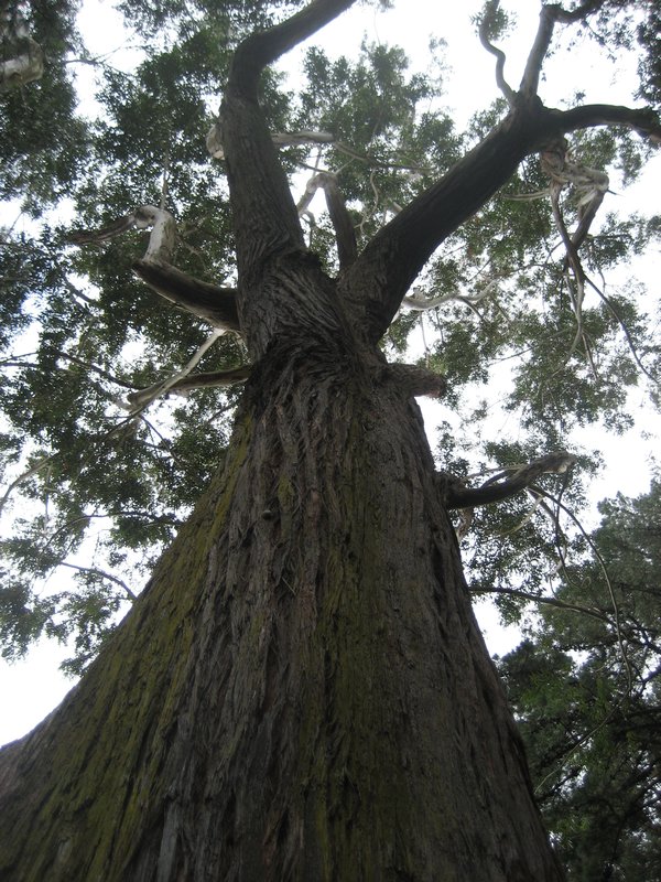 Cedar tree, Wellington bot.