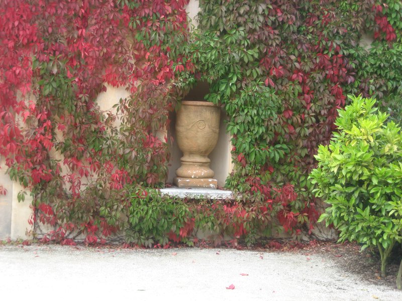 Vine covering wall