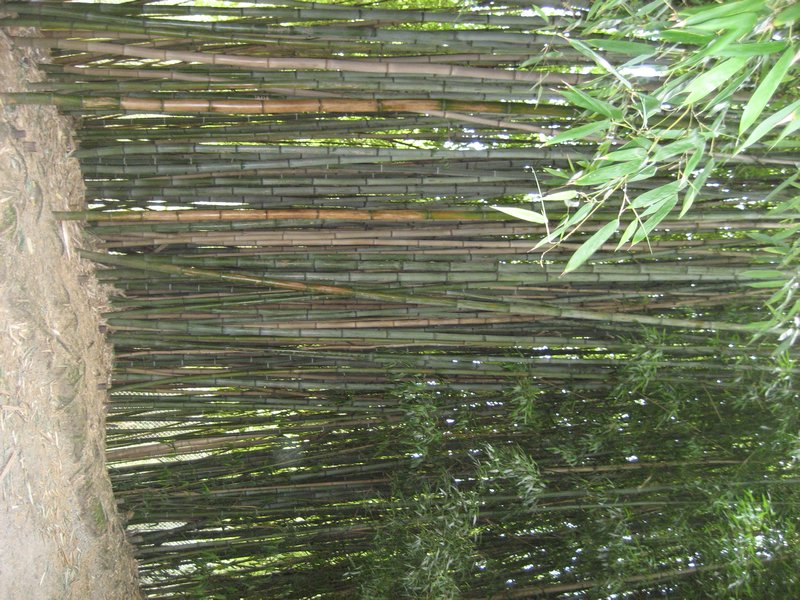 Unbelievably big bamboo!