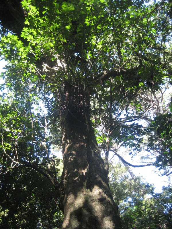 2000 year old Puriri tree