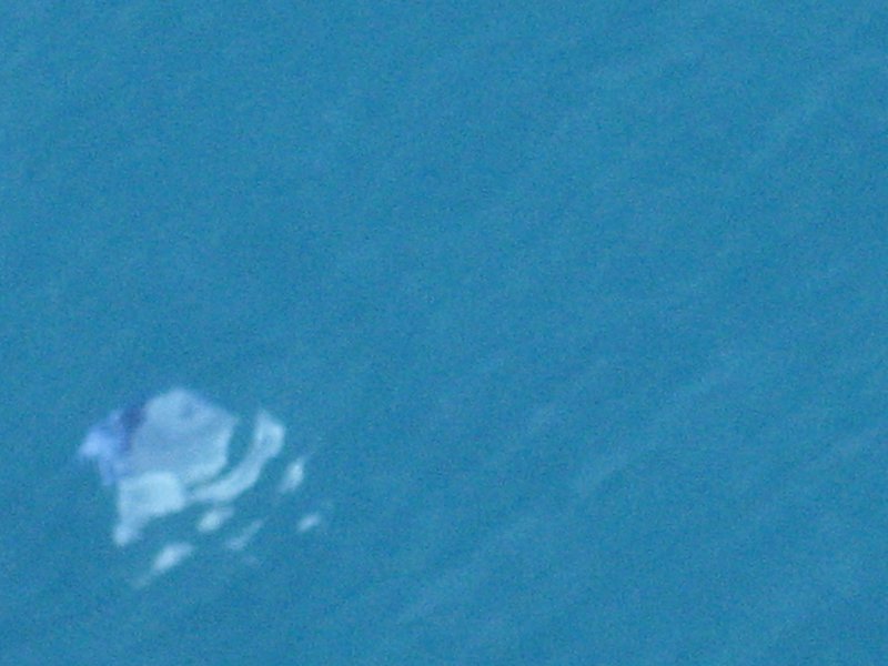 Jellyfish of the starboard bow
