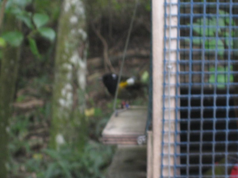 stitchbird at the feeder