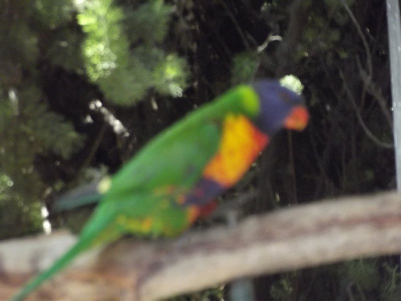 Rainbow parakeet