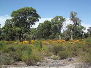 Bush countryside near Perth