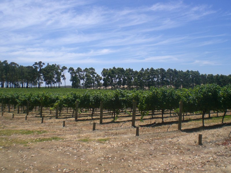 Margaret River winery