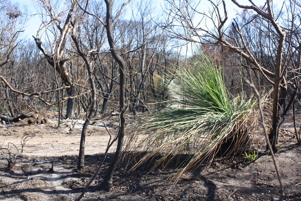 Bush fire rejuvenation byt grass trees