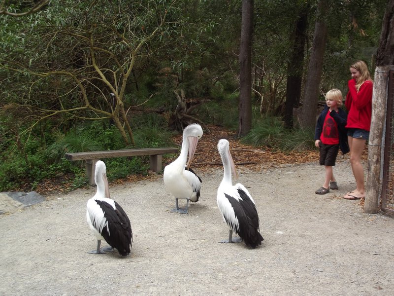 Pelicans with Michelle & Adam