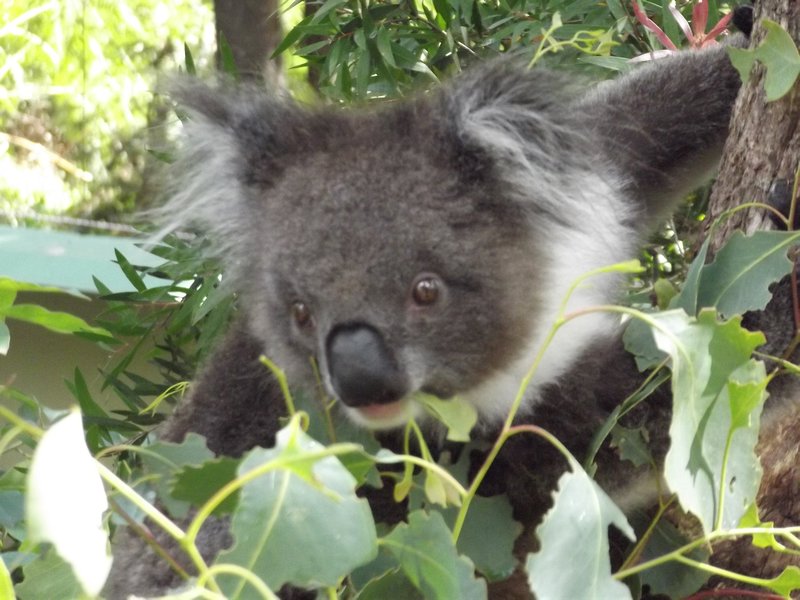 Close up of cheeky koala at Healesville
