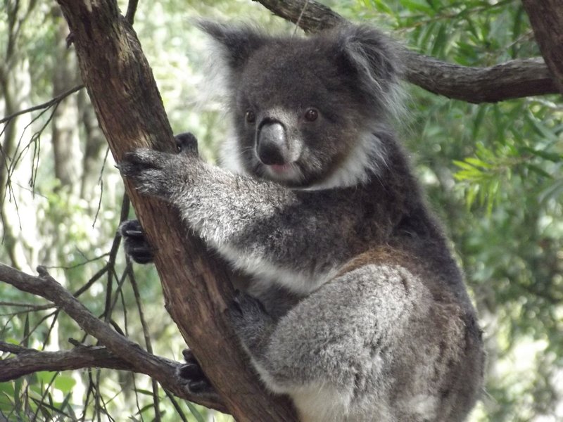 Koala at Healesville sanctuary