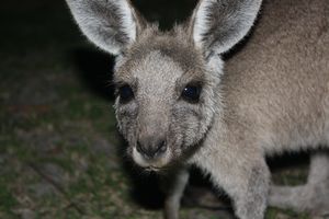 Friendly joey at Durras campsite