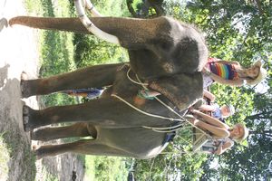 Mahout Michelle on her birthday