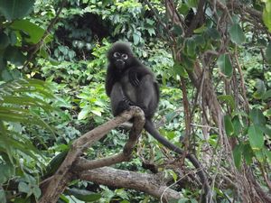 Dusky Langur monkey, Ang Thong