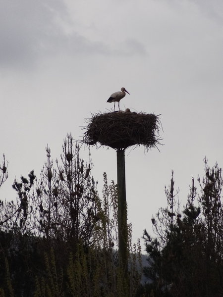 Stork on purposely built nest for them 