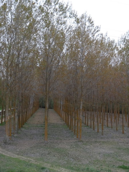 These tree are seen planted every where in very straight rows